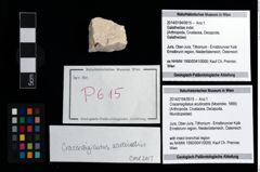 Foto (Objekt + Etikett) von Cracensigillatus acutirostris (Moericke, 1889)  (NHMW-GEO-2014-0194-0615)